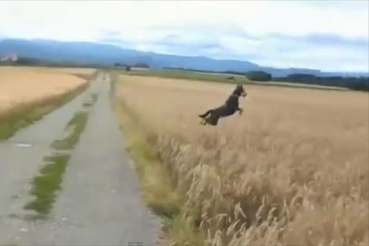 こっちまで嬉しくなる!ハイテンションで凄いジャンプを繰り返すワンコ