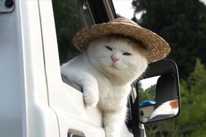 "軽トラックでひと息つく猫"が、オッサンにしか見えない