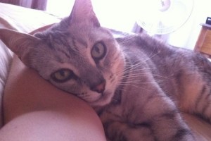 ご主人を毎朝起こしてくれるor起きるまで待っている…犬・猫画像【15選】