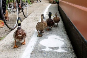 【人間と動物の共存】"アヒルのための歩道"「ダックレーン」が話題！
