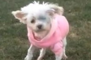 12年間、繁殖のためだけに生かされた犬…救出されて初めて大地を歩く。