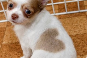 "ハート模様の犬"や"顔が2色に分かれた猫"など珍しい模様の動物18選