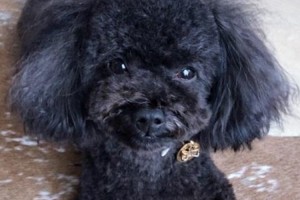 迷子犬発見アプリ「FINDOG」で本当に迷子犬が見つかった！と話題に