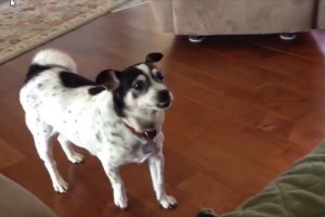 ソファに飛び乗るための助走距離を入念に確認するワンコがカワイイ♪