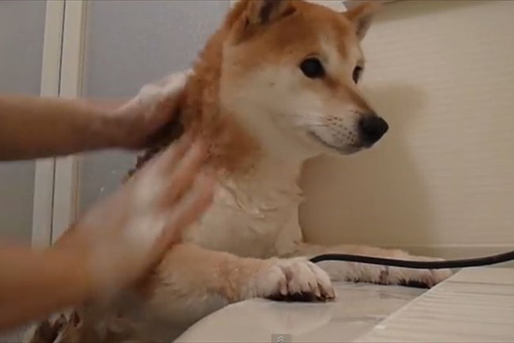 "シャワー中と後での柴犬のテンション"が変わり過ぎ!と話題に