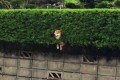 "生垣にはさまっちゃった柴犬"が可愛いと瞬く間に世界中で話題に!
