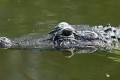 "水面下のコミカルなワニの姿"を見たら怖さがすっかり半減した