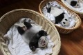「可愛すぎる」「抱っこしたい」生後1週間のパンダの赤ちゃんのお披露目が話題に