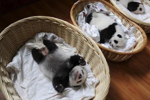 「可愛すぎる」「抱っこしたい」生後1週間のパンダの赤ちゃんのお披露目が話題に