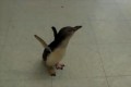 "ヨチヨチ歩く赤ちゃんペンギン"飼育員に対する甘え方がとっても可愛い♪