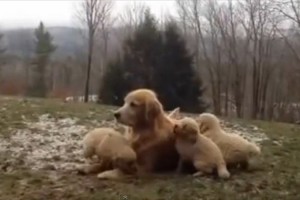 遊びたい盛りの子犬たちが母犬を襲撃！たまらずノックアウト
