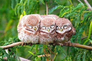 樹の上で"小さな体を寄せ合う鳥たち"の可愛らしい画像【11選】