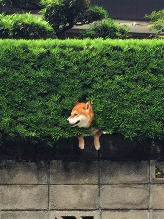 shiba-inu-stuck-in-bush-japan-1_R