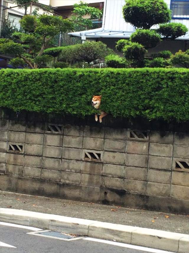 shiba-inu-stuck-in-bush-japan-3_R