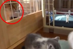 うらやましい...子猫たちの食事を見つめる大人猫が次の瞬間とった行動とは