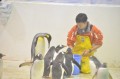 餌を貰えなかったペンギンさんの“がっかり感”がハンパない