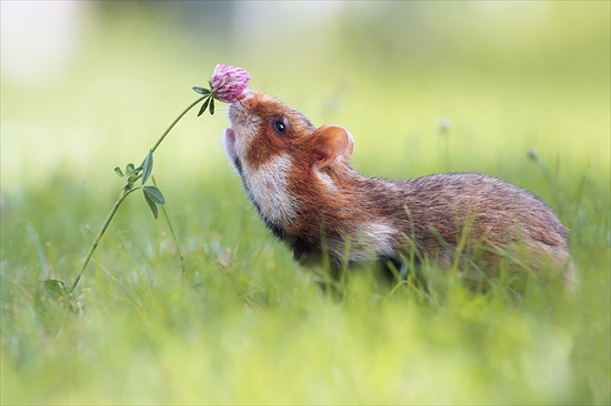 cute-hamsters-12__880_R