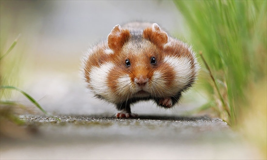 cute-hamsters-1__880_R