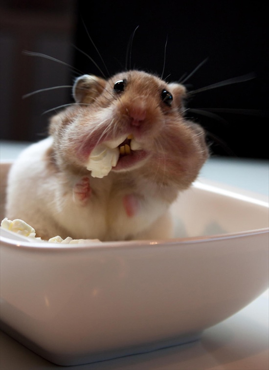 cute-hamsters-231__880_R