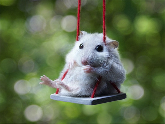 cute-hamsters-23__880_R