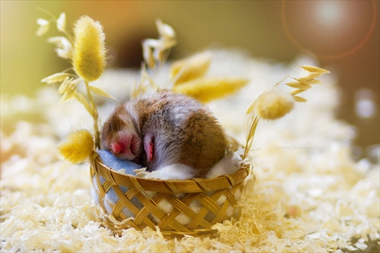 cute-hamsters-29__880_R