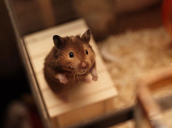 cute-hamsters-2__880_R