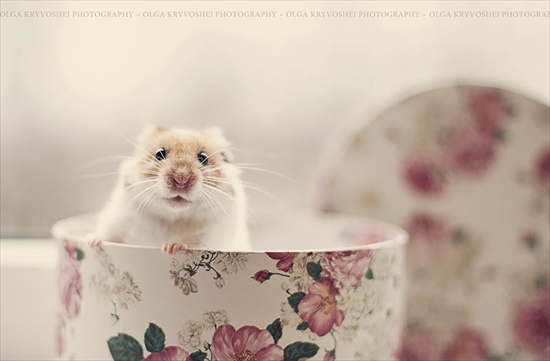 cute-hamsters-3__880_R