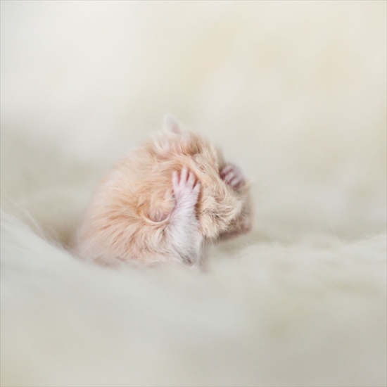 cute-hamsters-52__880_R