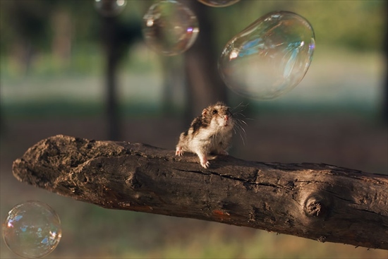 cute-hamsters-7__880_R