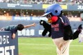 カワイイ顔して腹黒い!球界一の悪戯王“つば九郎”のイタズラっぷりが人気