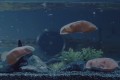 これぞ本当の活造り!ウネウネと泳ぐシャケの切り身がキモカワイイと話題に