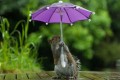 まるで人間みたい！傘をさして雨風をしのぐ姿がとってもカワイイ動物たち
