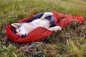 寝袋が気持ちいいワン♪まるで人間のようにキャンプを楽しむワンコたちにキュンとくる