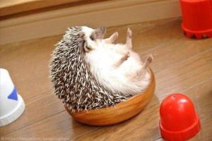 どうしてそうなった？おかしな場所に挟まるおちゃめな動物たち12匹