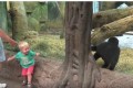 【超かわいい】「こっちだよぉー!」ガラス越しに遊ぶ少年とゴリラの子供