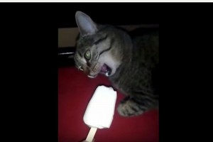 【動画】猫も冷たいものを食べると頭がキーンとするらしい