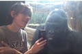 ゴリラにスマホで「ゴリラの写真」を見せたらモノ凄い喰いついてきた!