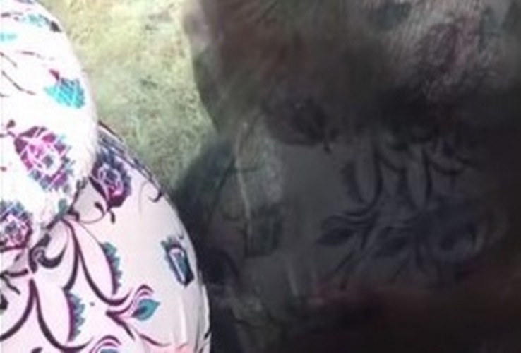 「わぁ赤ちゃんだ！」妊婦の大きなお腹にオランウータンが優しくキス