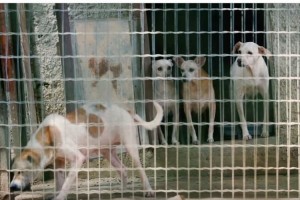 【社会実験】ペットショップで偽って里親募集のペットを店頭に出してみた結果