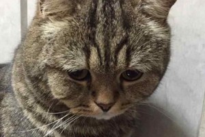 "困り顔"で有名なニャンコが"今年一番しょんぼりしている"画像が話題に