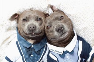 いつでもどこでも仲良し♪ブル・テリア兄弟の可愛らしい画像【14選】