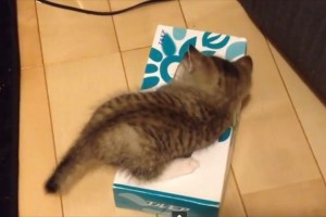 "ティッシュの箱に入りたいニャンコ"でも入れない理由が衝撃的で笑えた