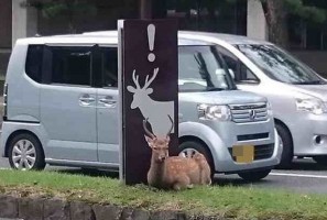 「鹿に注意」の標識の下にすわって自ら注意を喚起する鹿が話題に！