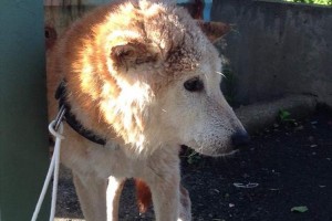 「命をつなぐSNSの力」"台風で川に流されていた犬"飼い主が見つかる