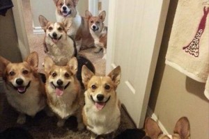 "コーギーをたくさん飼いすぎたら"帰宅時のお出迎えが凄いことになった