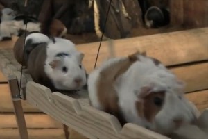 長崎バイオパークの"モルモットの帰宅ラッシュ"がたまらなく可愛い♪と話題に！