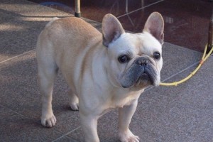 エア・カナダ機が"犬の命を救うため緊急着陸"も乗客の多くが好意的な反応