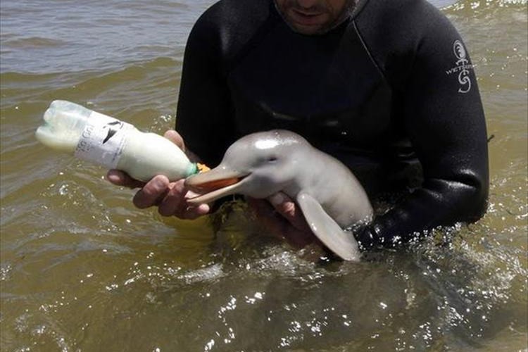 ウルグアイで無事に救護された"生後一週間ほどのイルカの赤ちゃん"