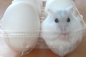 "トランペットを吹いたり""シャボン玉で遊んだり"幸せそうなハムスターの画像16選