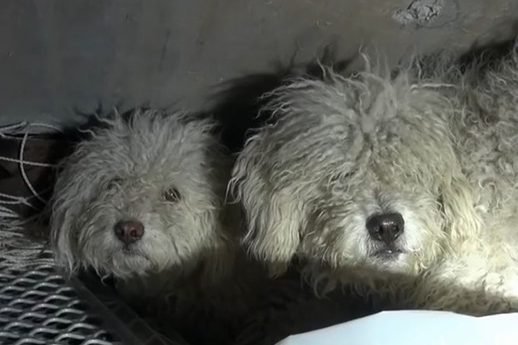 "下水道で生き抜いていた兄妹犬"が救出されて人間に心を開くまで